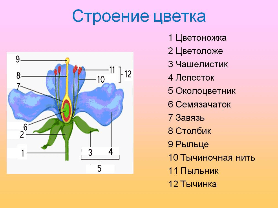Решение рисунок 1