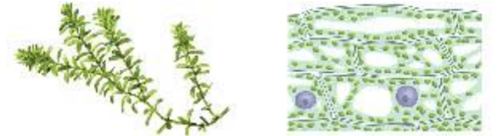 Задание рисунок 1