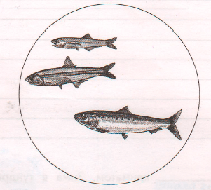 Задание рисунок 3